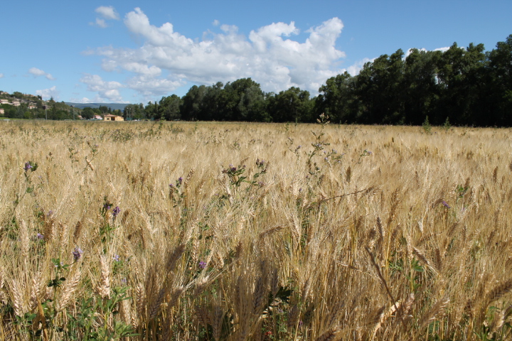 Le blé dur bio, un atout pour la rentabilité des céréales en